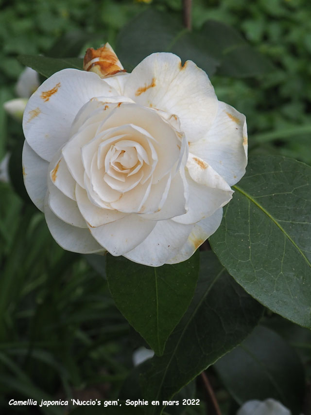 Camellia japonica 'Nuccio's Gem'