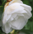 Camellia japonica 'Nuccio's Gem'