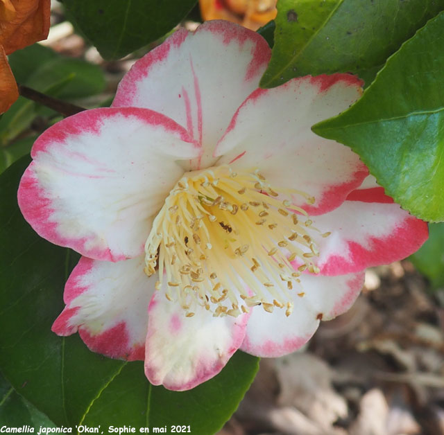 Camellia japonica 'Okan'