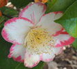 Camellia japonica 'Okan'