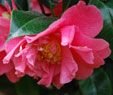 Camellia japonica 'Kumasaka'