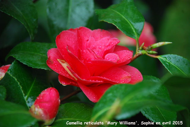 Camellia reticulata 'Mary Williams'