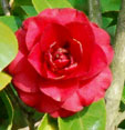 Camellia japonica 'Roger Hall''