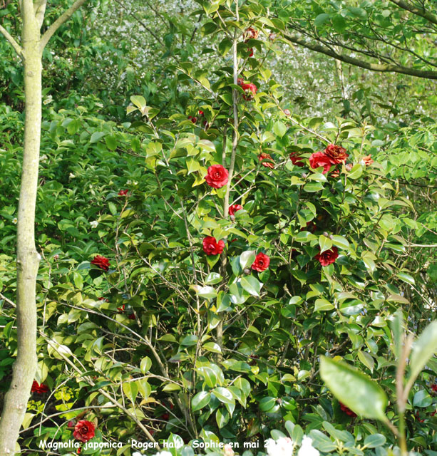 Camellia japonica 'Roger Hall'