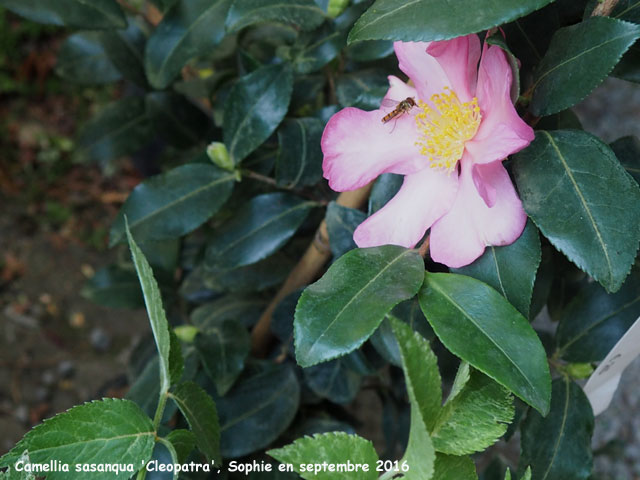 Camellia sasanqua 'Cleopatra'