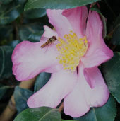 Camellia sasanqua 'Cleopatra'