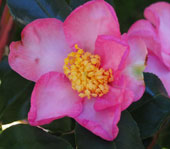 Camellia sasanqua 'New Dawn'