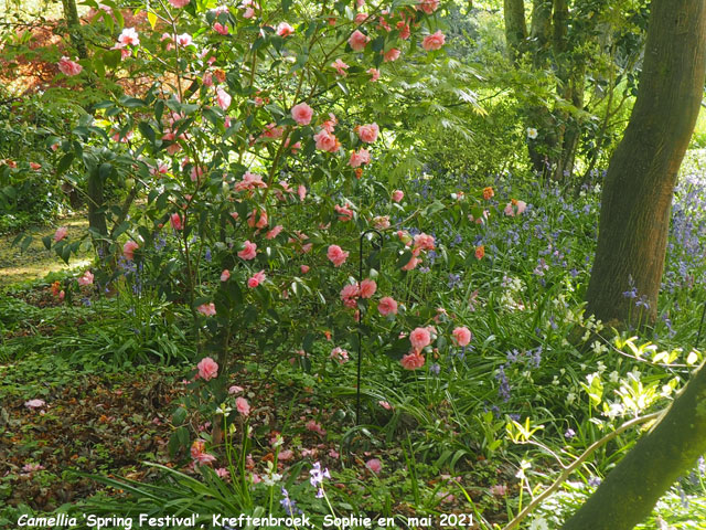 Camellia 'Spring Festival'