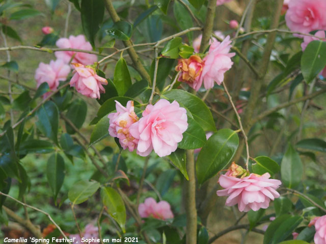 Camellia 'Spring Festival'