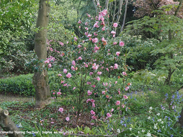 Camellia 'Spring Festival'