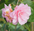 Camellia 'Spring Festival'