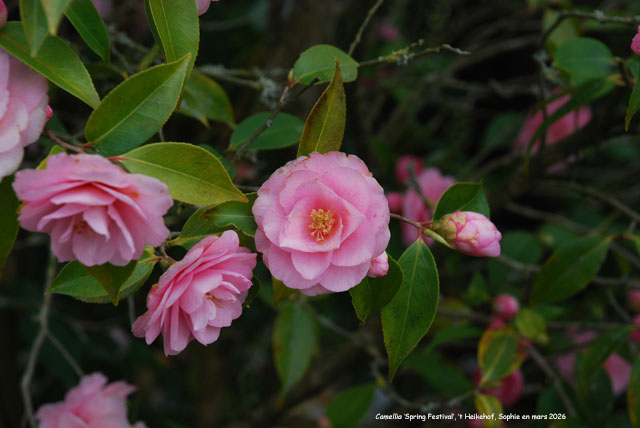 Camellia 'Spring Festival'