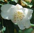 Camellia transnokoensis