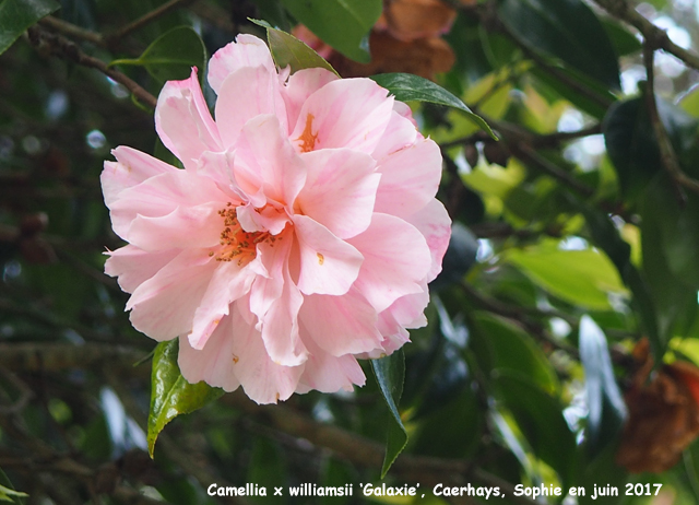 Camellia x williamsii 'Galaxie'