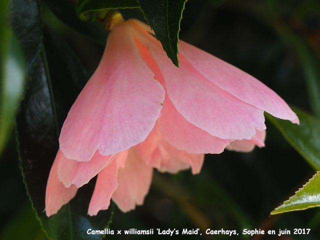 Camellia x williamsii 'Lady's Maid'
