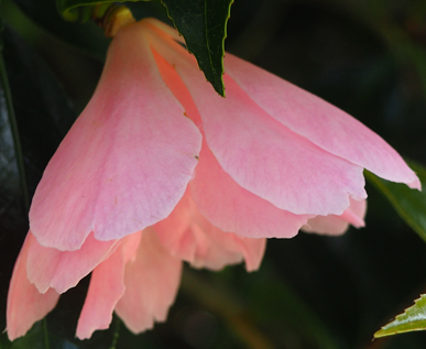 Camellia x williamsii 'Lady's Maid'