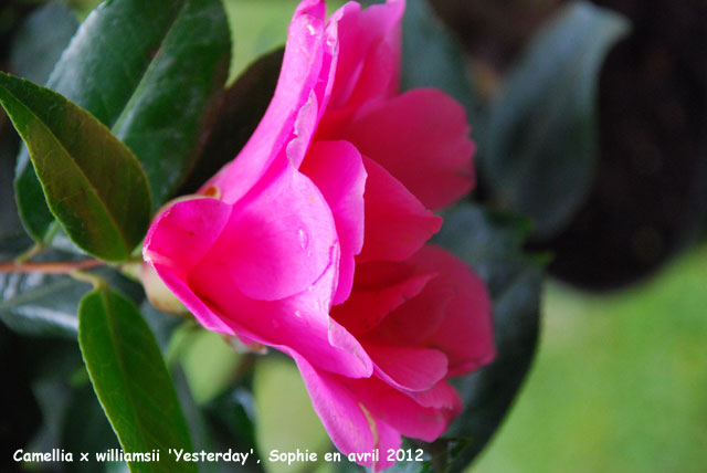 Camellia x williamsii 'Yesterday'