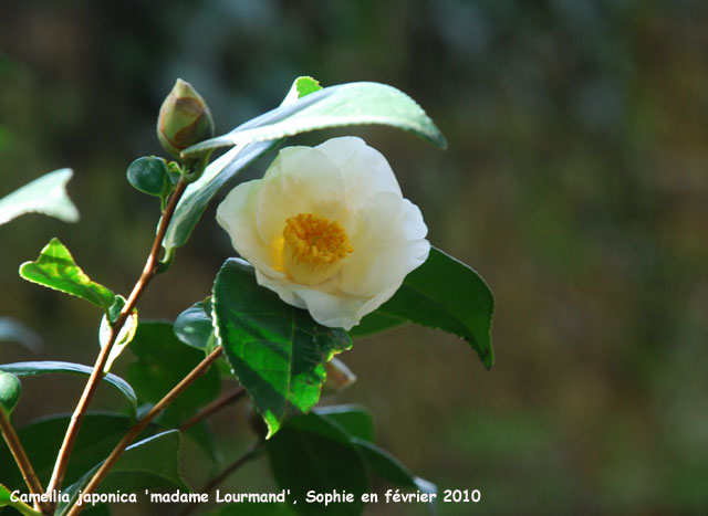 Camellia japonica 'madame Lourmand'