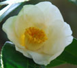 Camellia japonica 'madame Lourmand'