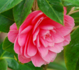 Camellia japonica 'Mrs. Tingley'