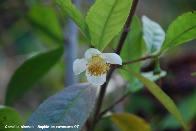 Camellia sinensis