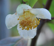 Camellia sinensis