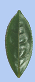 Camellia sinensis