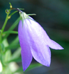 Campanula rotundifolia