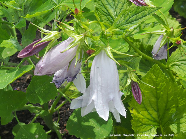 Campanula burghaltii
