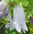 Campanula 'Burghaltii
