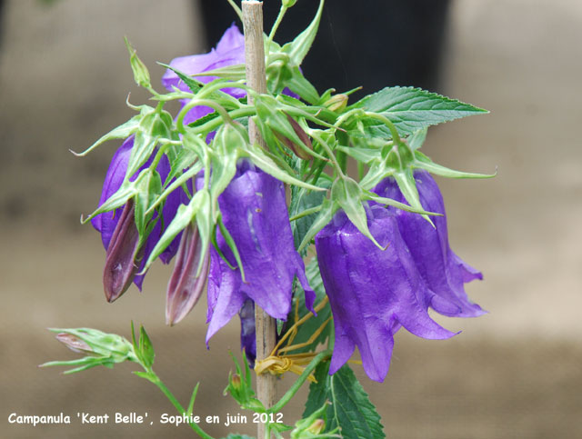 Campanula 'Kent Belle'