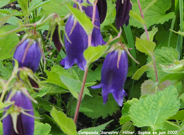 Campanula 'Sarastro'