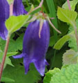 Campanula 'Sarastro'