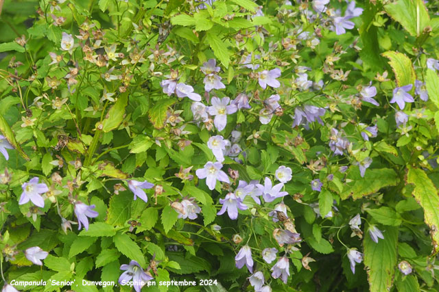 Campanula 'Senior'