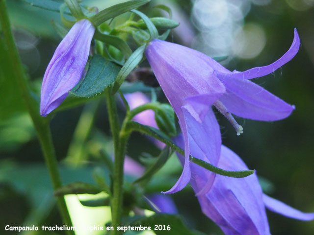 Campanula trachelium