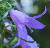 Campanula trachelium