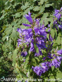 Campanula latifolia var. macrantha 