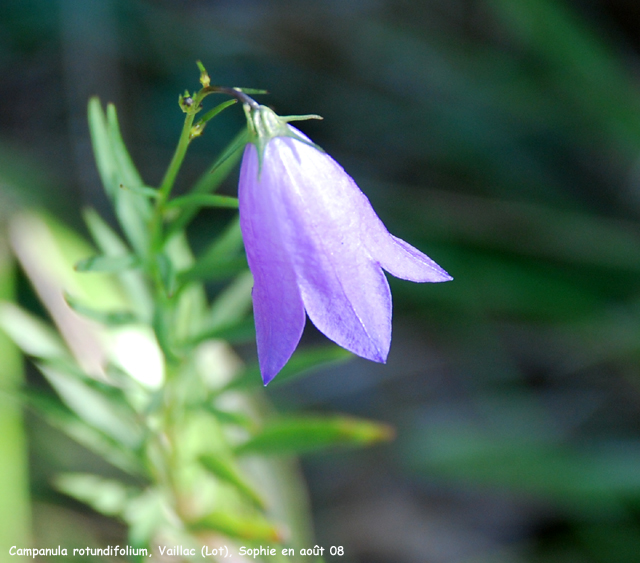 Campanula rotundifolia