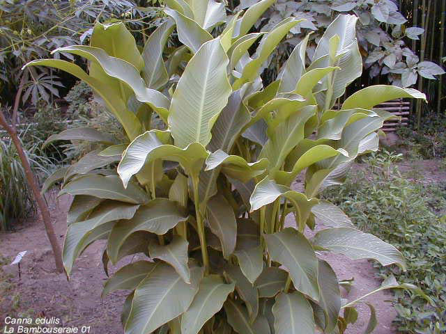 Canna edulis