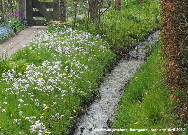 Cardamine pratensis