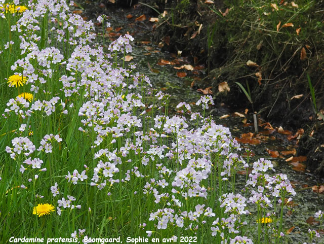 Cardamine pratensis