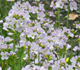 Cardamine pratensis