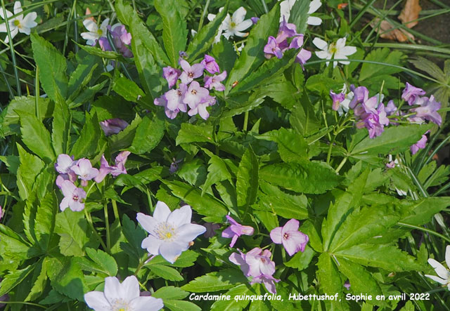 Cardamine quinquefolia