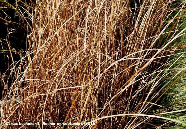 Carex buchananii