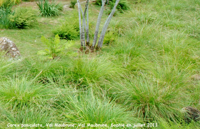 Carex paniculata