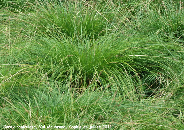 Carex flagellifera 'Auburn Cascade