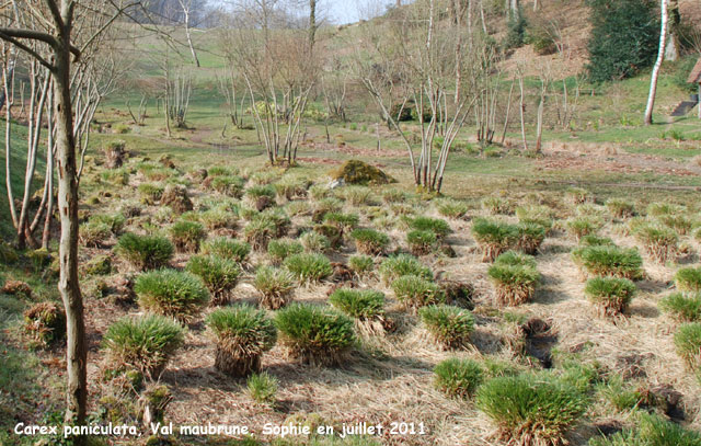 <img src="file:///C|/Users/Sophie/le jardin de sophie bis/jardinautes/sophie/phoplantes/c/carex_paniculata1.jpg" alt="Carex flagellifera 'Auburn Cascade'