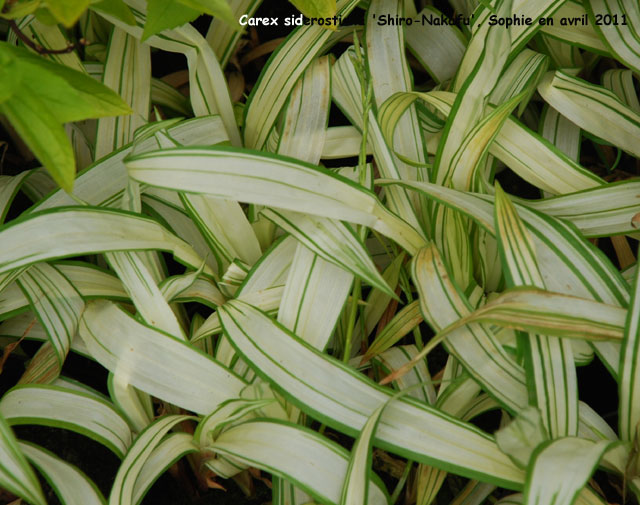 Carex siderosticha 'Shiro-Nakafu'