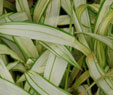 Carex siderosticha 'Shiro-Nakafu'