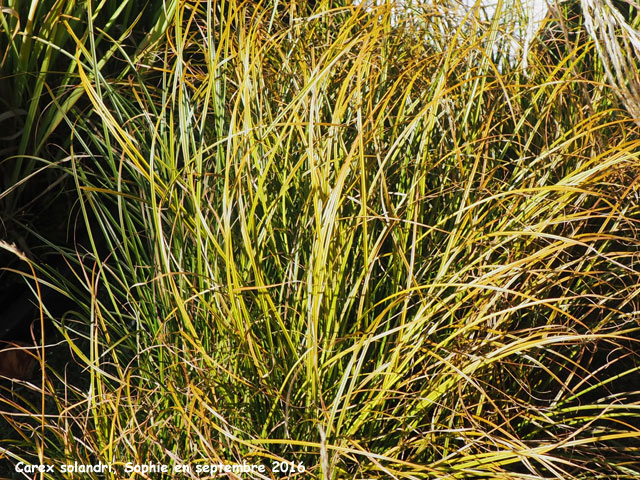 Carex solandri